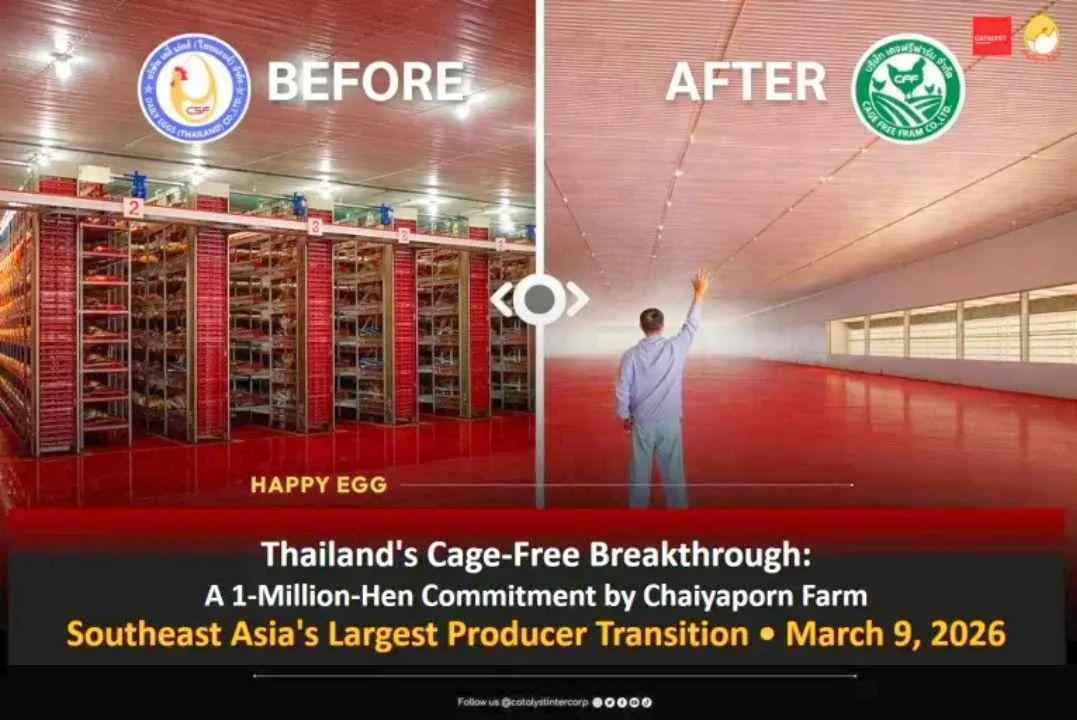 Comparaison élevage de poules en cage et sans cage en Thaïlande avant et après transition