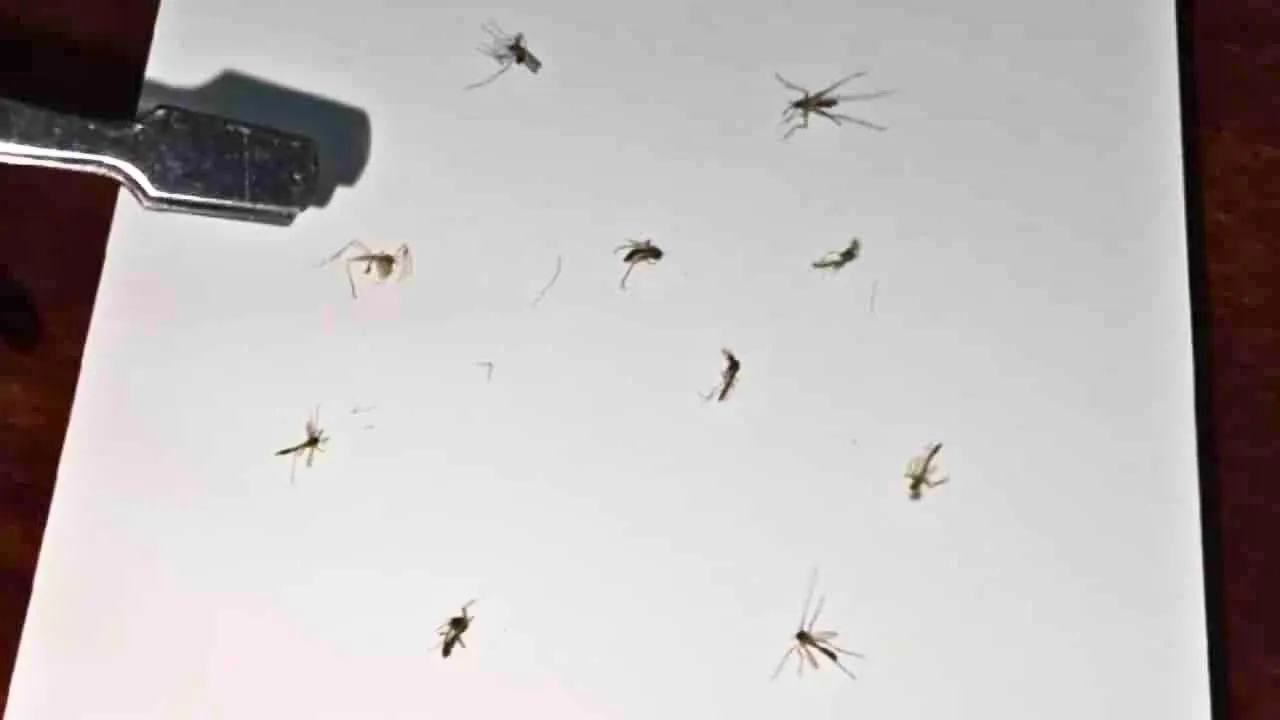 Moustiques morts collectés sur une feuille avant leur transformation en porte-clés en Thaïlande