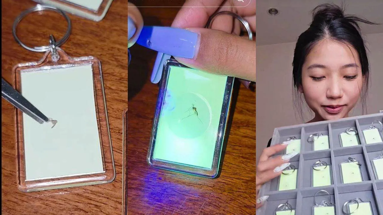 Thaïlande : Elle gagne 10 000 bahts par mois avec des moustiques morts