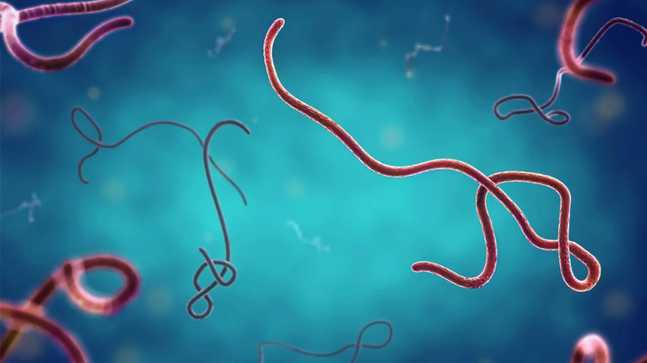 La maladie Ebola est une fièvre hémorragique virale sévère causée par des virus du genre Orthoebolavirus