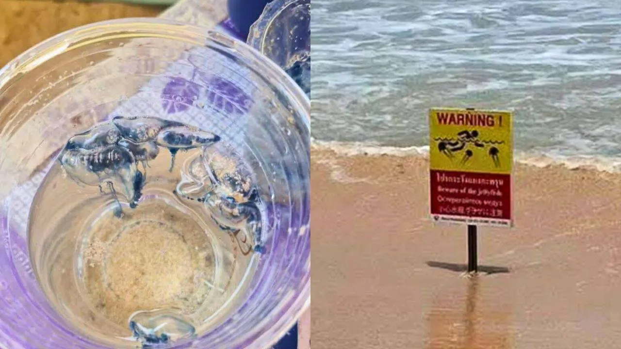 Galère portugaise recueillie dans un récipient transparent sur une plage de Phuket avec un panneau d'avertissement en arrière-plan