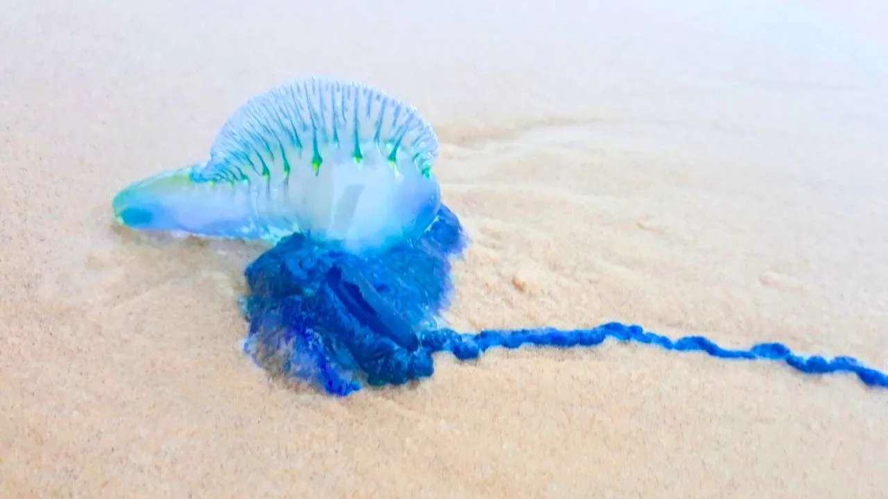 Alerte à Phuket après l’apparition de galères portugaises mortelles