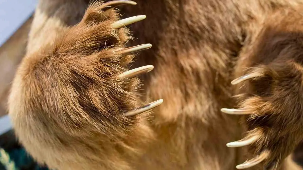 Les longues griffes d’un ours photographiées en gros plan