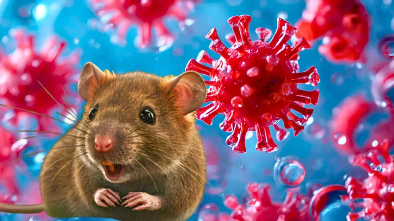 Hantavirus : la Thaïlande épargnée mais sous haute surveillance