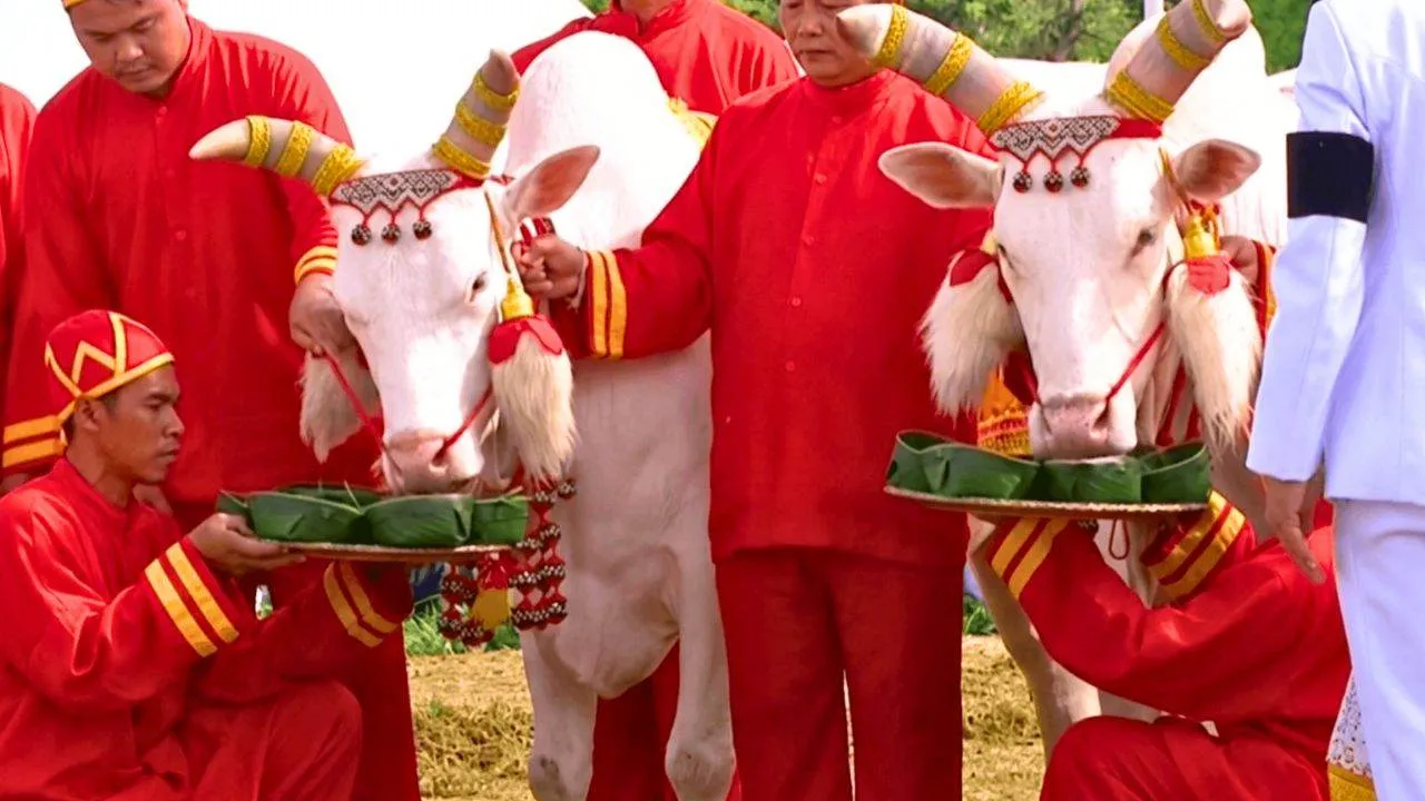 Les bœufs sacrés choisissent leurs aliments lors de la cérémonie royale du labour à Bangkok