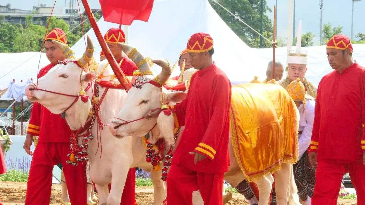 Les bœufs sacrés lors de la cérémonie royale du labour à Sanam Luang, à Bangkok, le 13 mai 2026