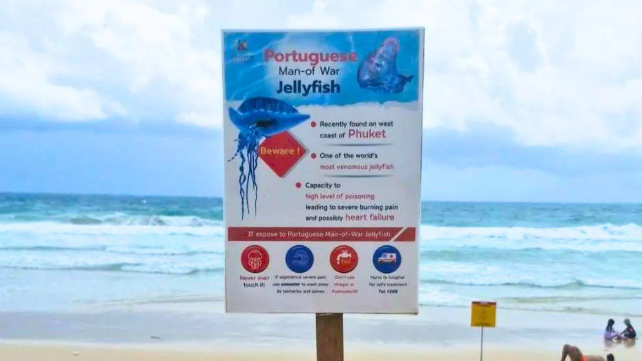 Panneau d'avertissement sur une plage de Phuket alertant les visiteurs sur la présence de galères portugaises et les risques liés à leurs piqûres