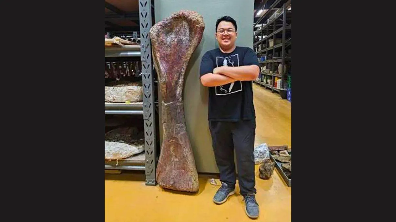 Le chercheur Thitiwoot Sethapanichsakul pose avec un os de la patte avant du nagatitan
