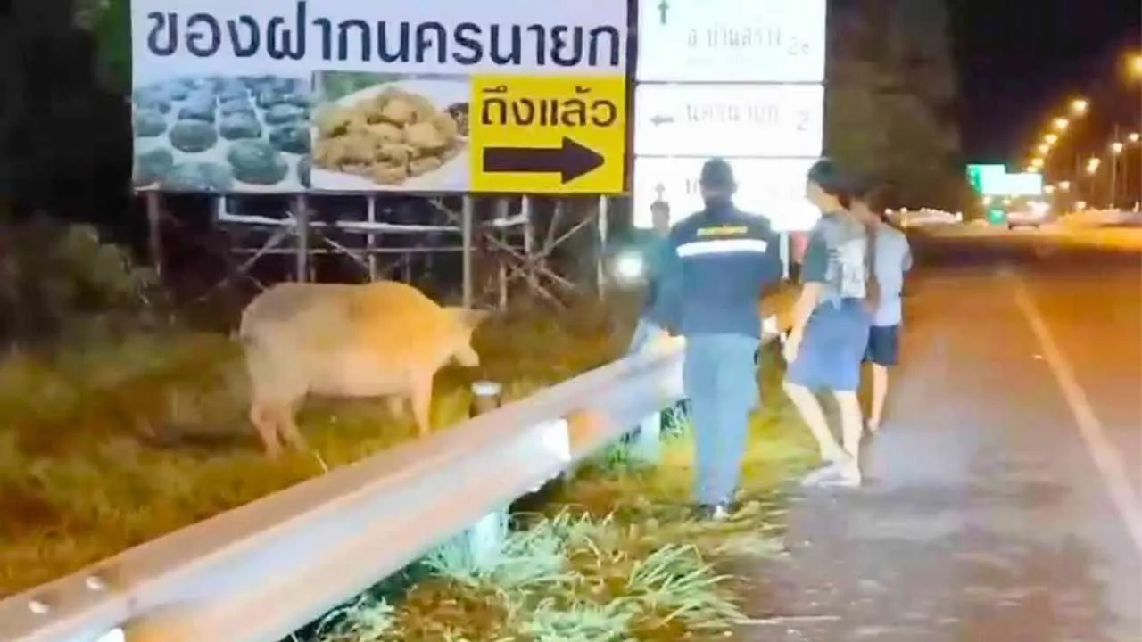 La bufflesse albinos enceinte est retrouvée près d'une route à Nakhon Nayok après avoir parcouru plus de 30 kilomètres