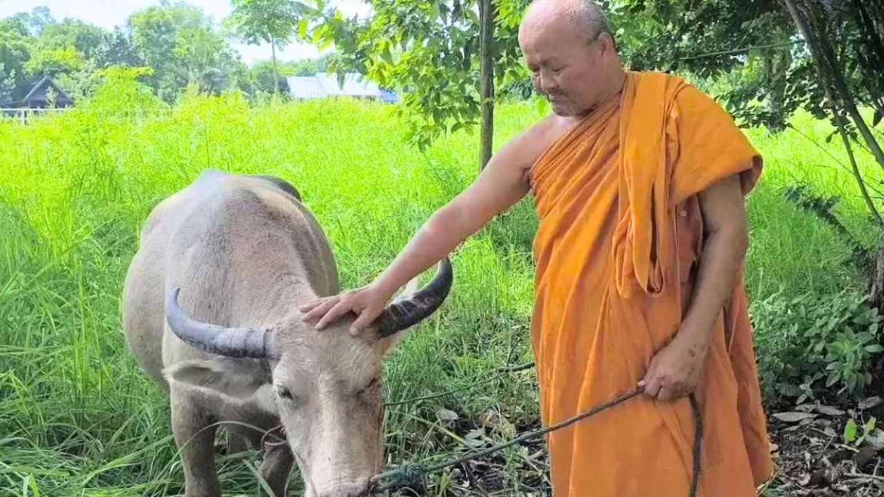 Thaïlande : une bufflesse enceinte échappe à l&rsquo;abattoir après une cavale