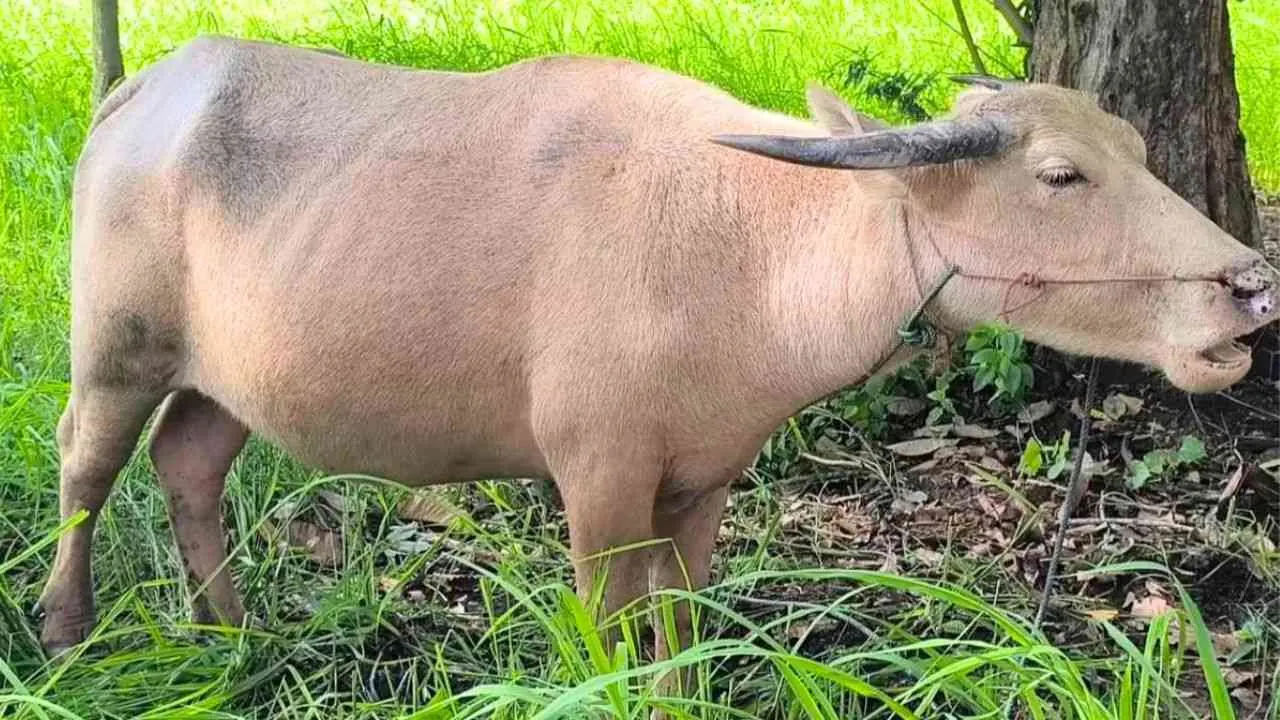 Bufflesse albinos enceinte recueillie au Wat Tha Chang après avoir échappé à l'abattoir dans la province de Nakhon Nayok