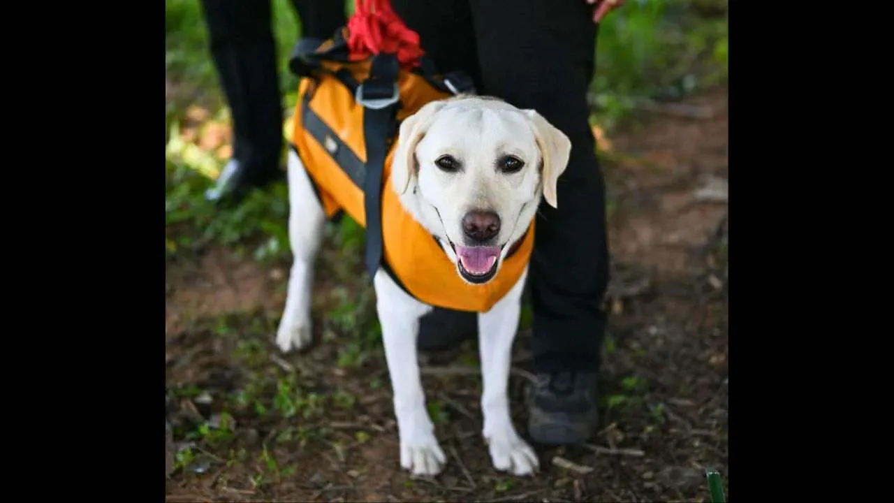 La chienne de sauvetage Si Nuan porte un harnais de levage utilisé lors d'un exercice de recherche et de sauvetage avec des drones en Thaïlande
