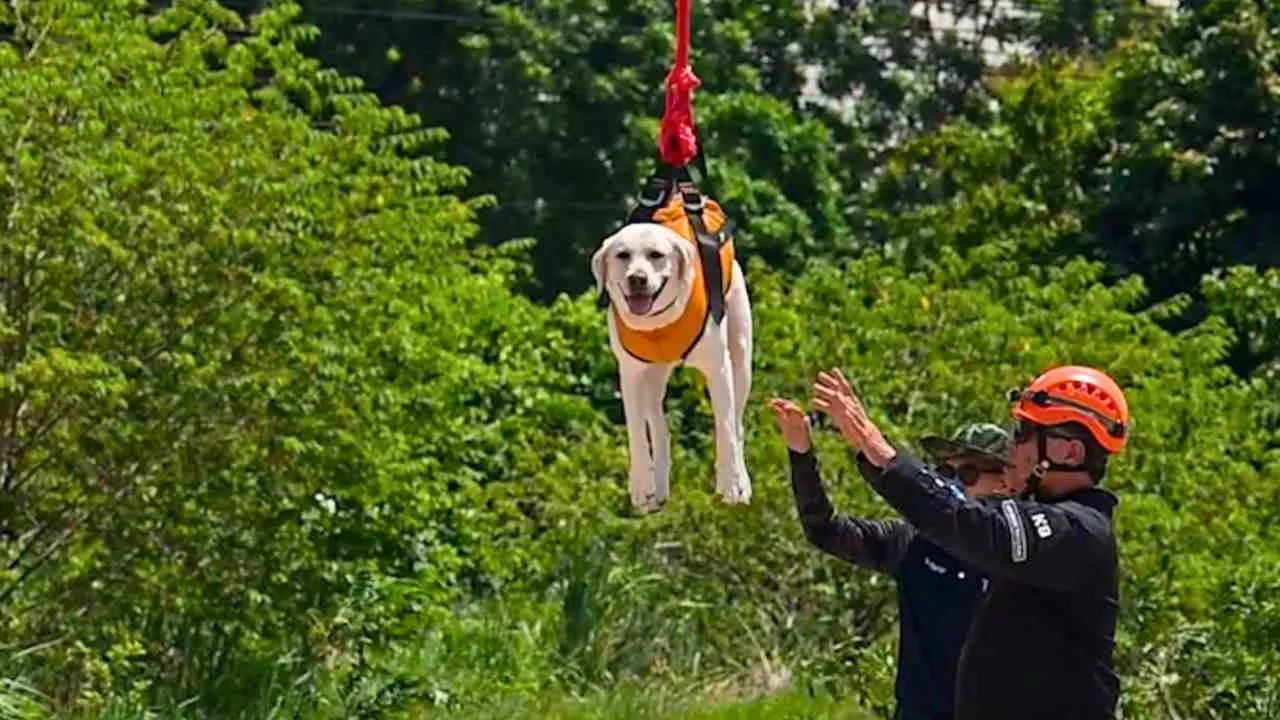 Une chienne de sauvetage est suspendue à un câble lors d'un exercice de transport par drone en Thaïlande, sous la supervision de sauveteurs