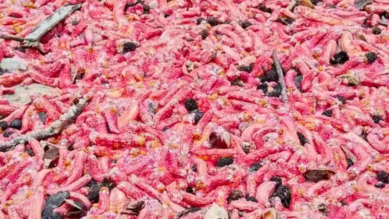Amas de concombres de mer roses échoués sur la plage de Suan Son à Rayong après de fortes vagues