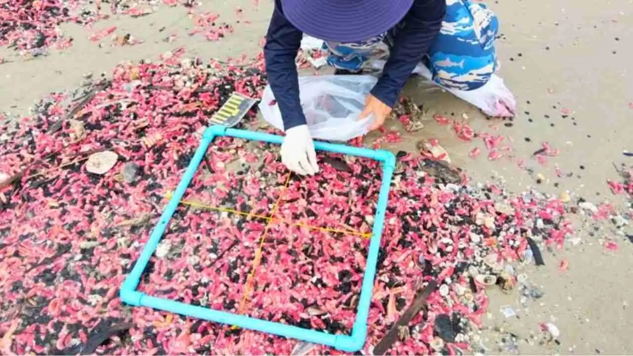 Gros plan sur des concombres de mer roses échoués sur la plage de Suan Son à Rayong