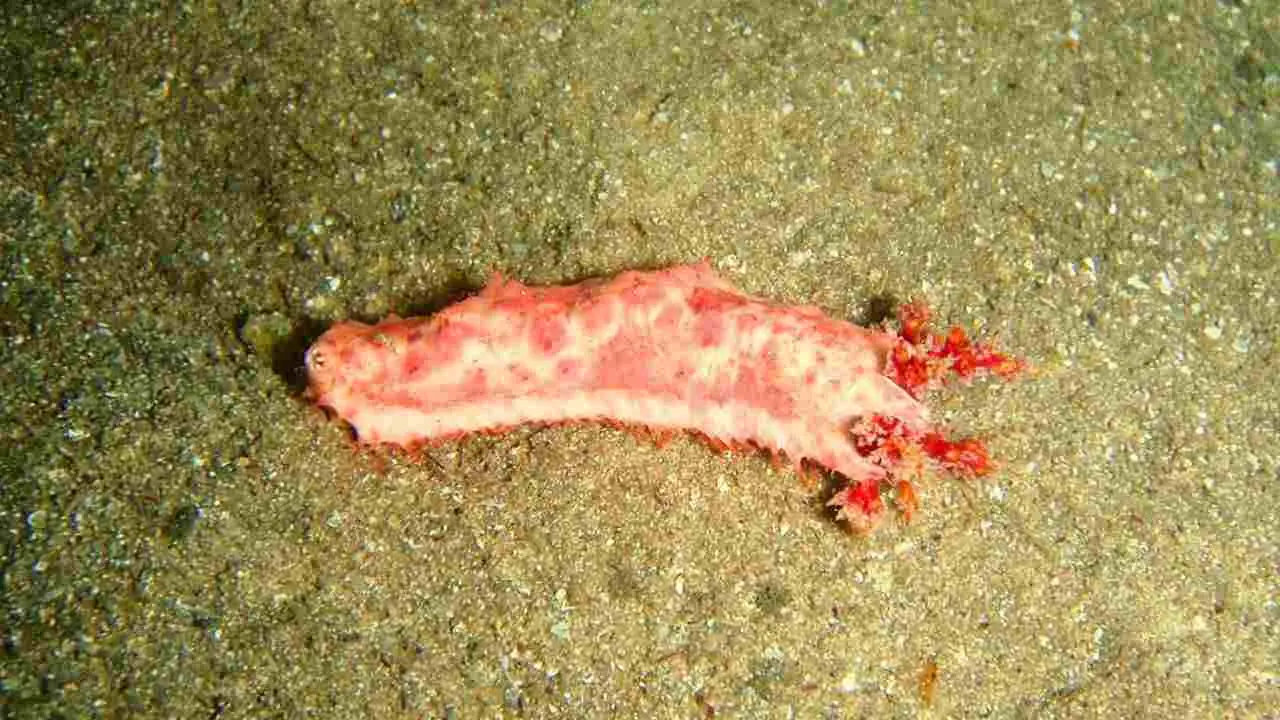 Gros plan montrant un concombre de mer (Cercodemas anceps) à Albany, en Australie-Occidentale