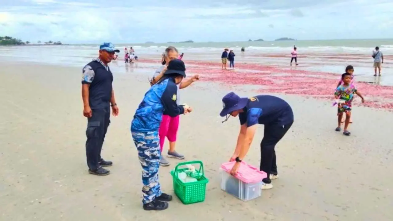 Agents du Département des ressources marines et côtières inspectant des milliers de concombres de mer roses échoués sur la plage de Suan Son à Rayong