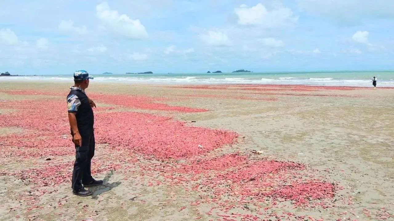 Thaïlande : un phénomène rare colore une plage en rose à Rayong