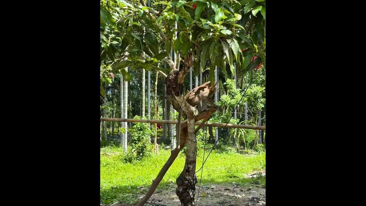 Macaque à longue queue attaché près de l'épicerie familiale où s'est produite l'attaque mortelle d'un garçon de 6 ans à Nakhon Si Thammarat
