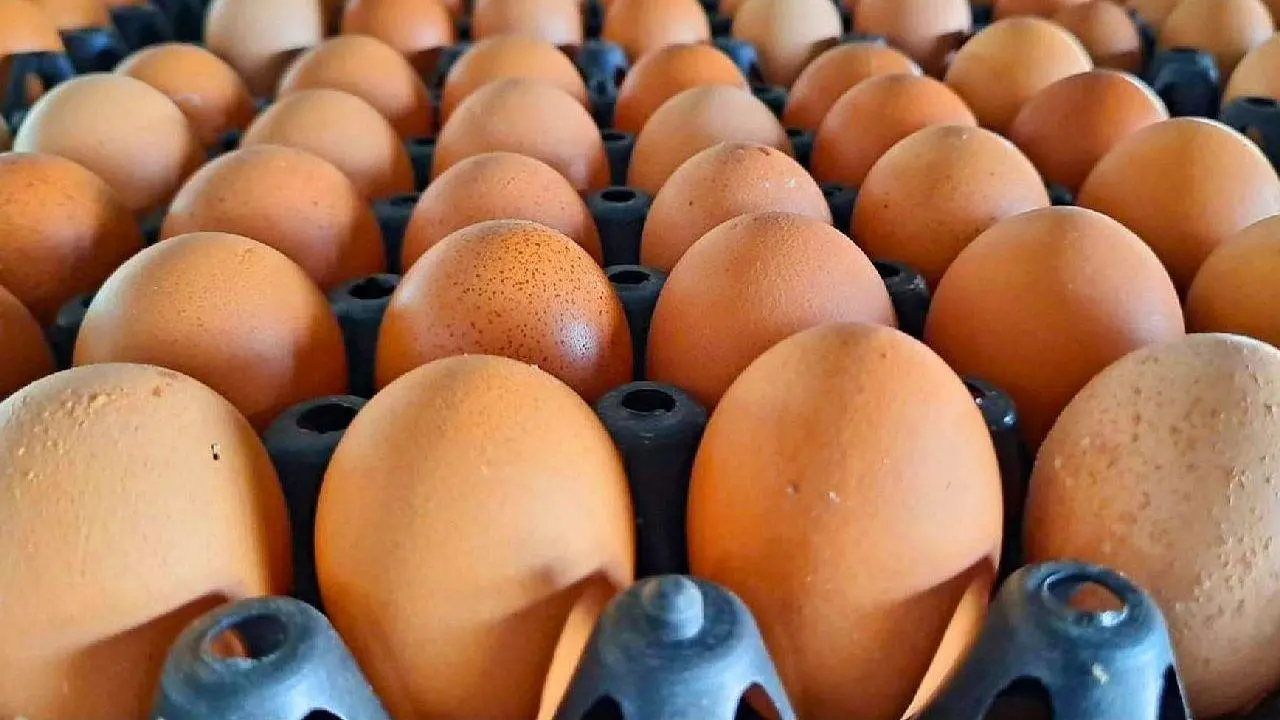 Gros plan sur des œufs de poule disposés sur des plateaux