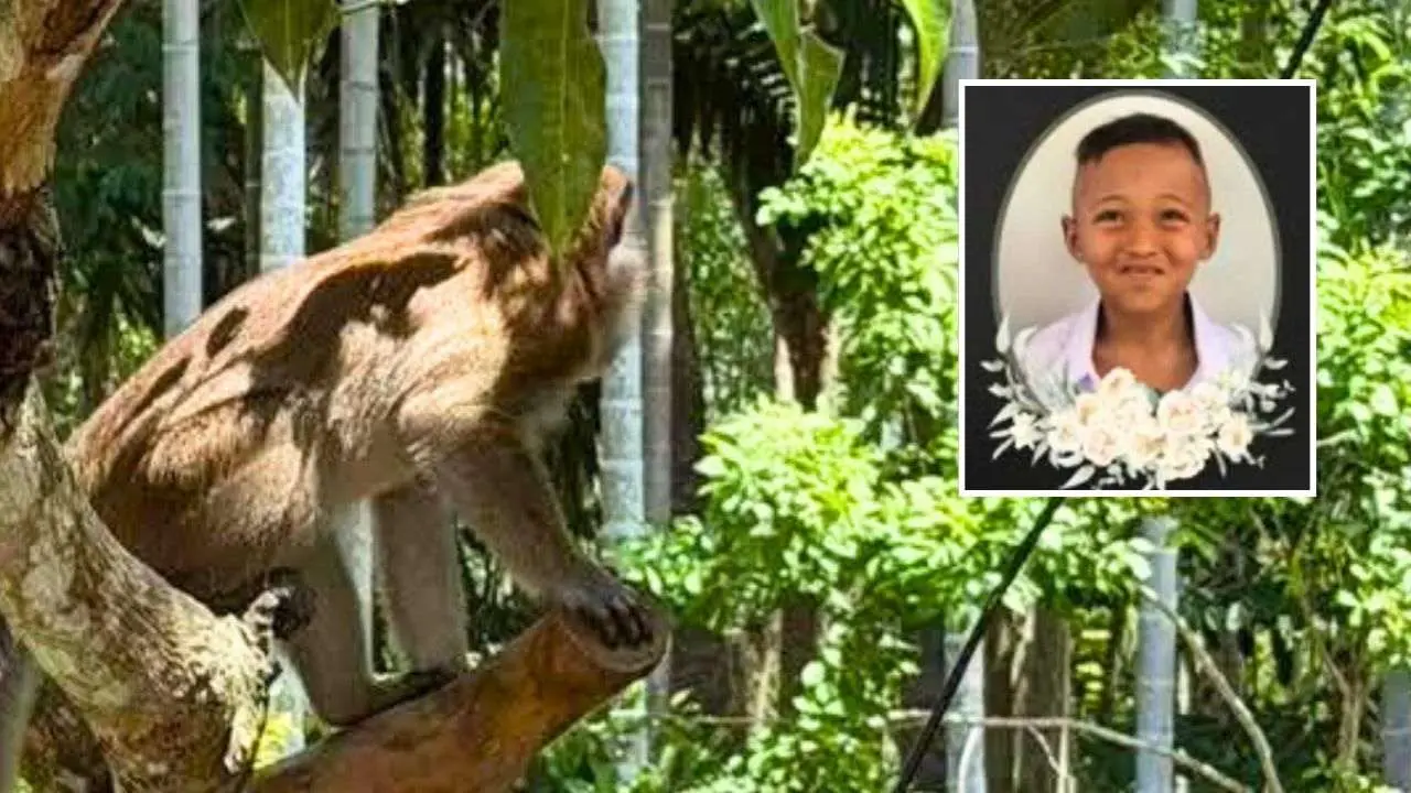 Thaïlande : un garçon de 6 ans tué par le singe de compagnie de son grand-père