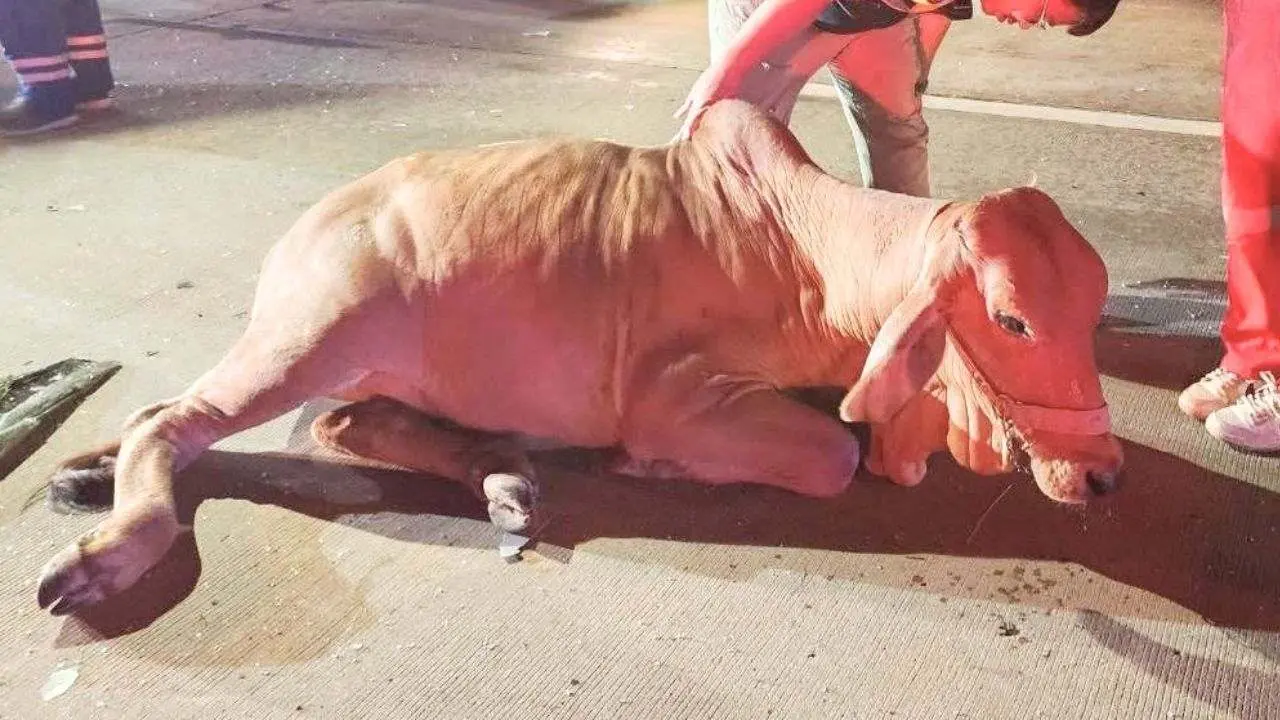 Thaïlande : une vache provoque un carambolage à Chiang Mai, 6 blessés
