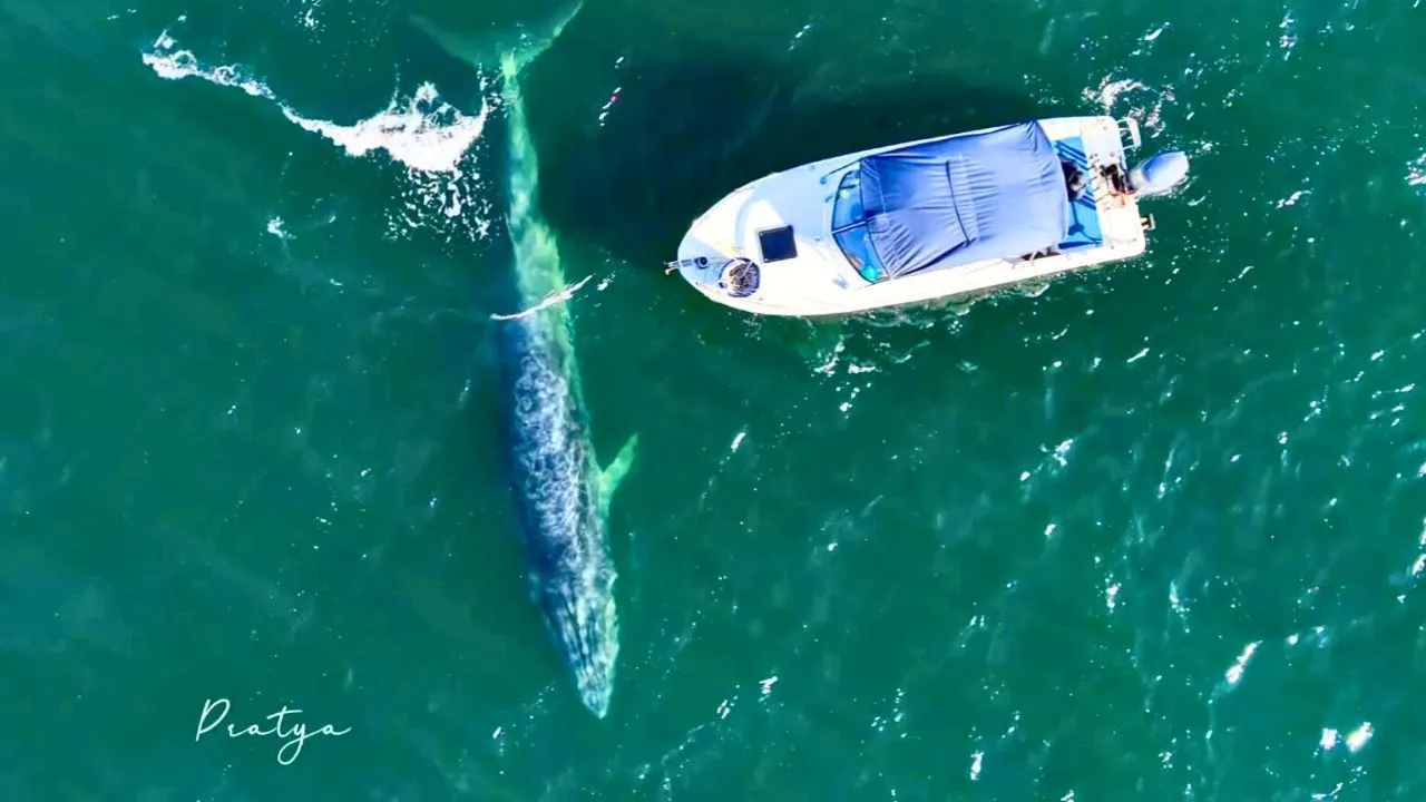 Vue aérienne d'une baleine de Bryde nageant près d'un bateau d'observation au large de Bang Saen, à Chon Buri