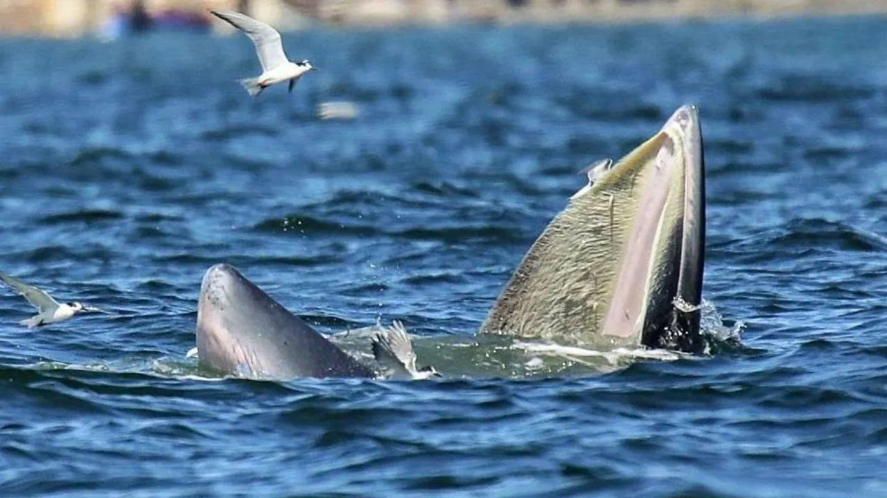Thaïlande : plus de 13 baleines de Bryde observées au large de Chon Buri