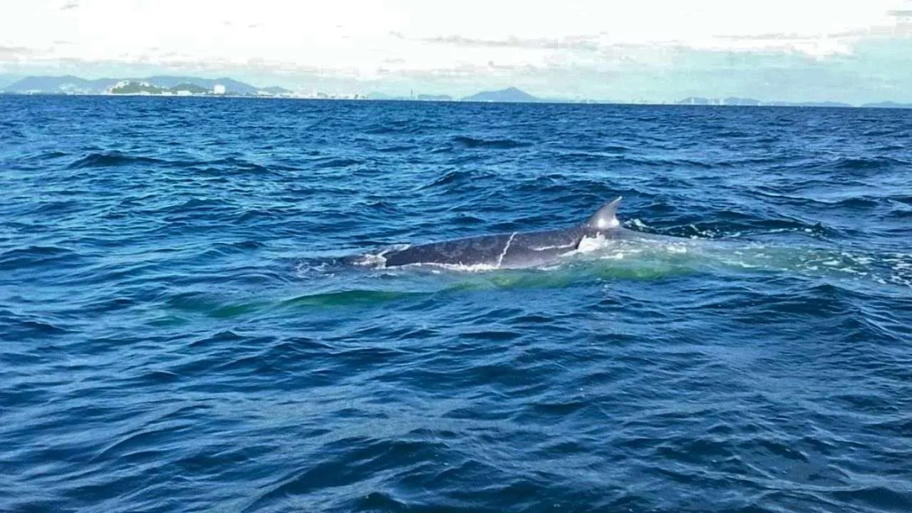 Une baleine de Bryde nage en surface au large de Bang Saen, dans la province de Chon Buri