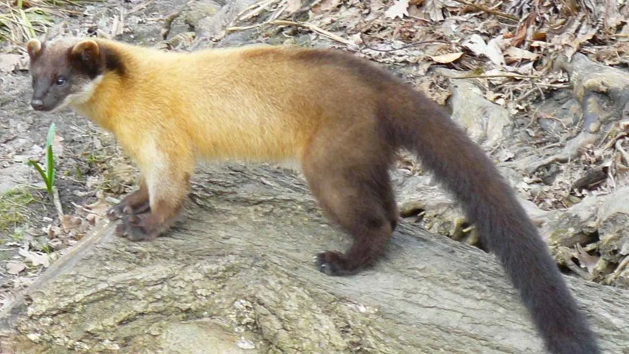 Martes flavigula au zoo de Nuremberg, en Allemagne