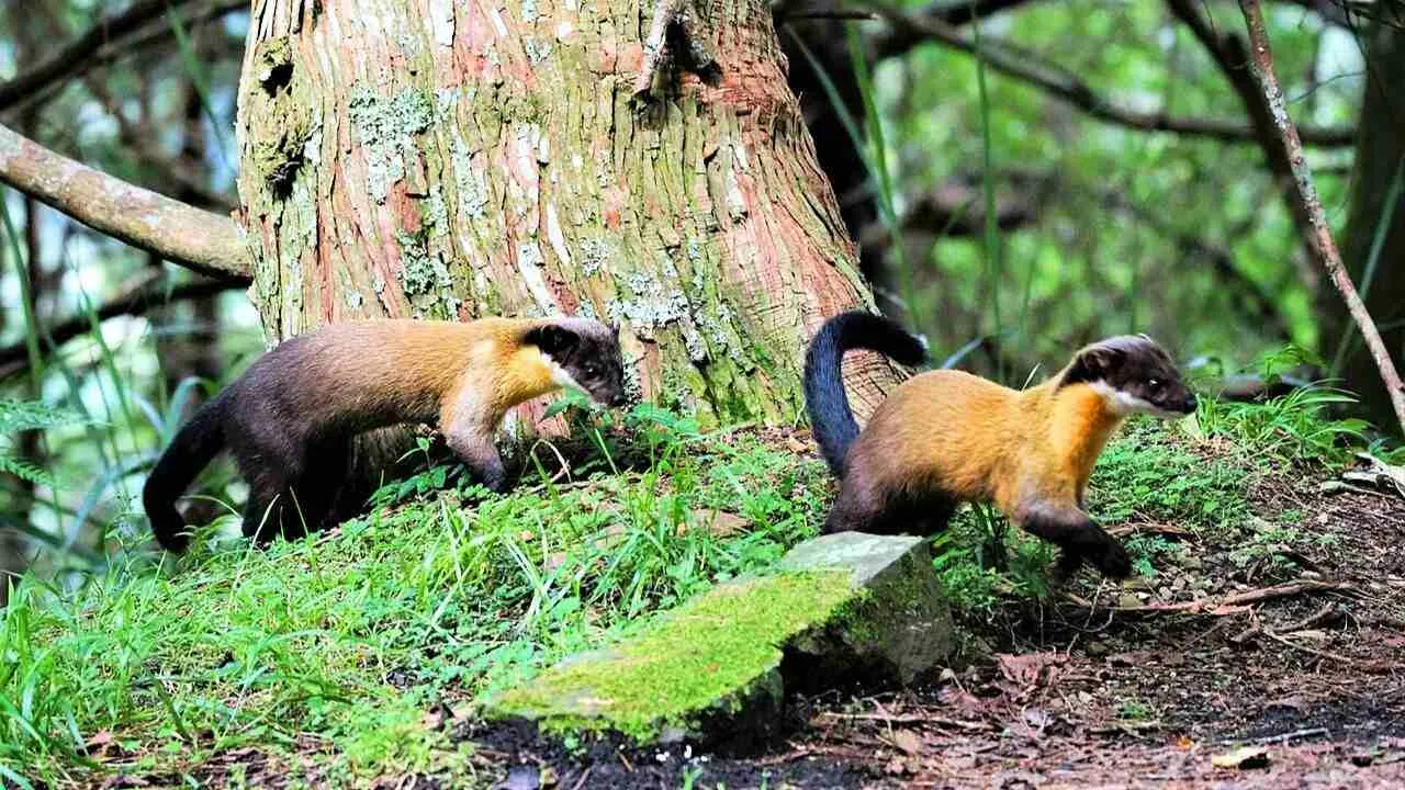 Deux martres à gorge jaune dans le parc national de Yu Shan à Taïwan