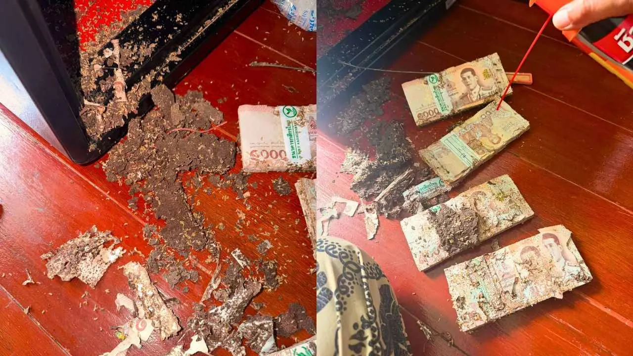 Thaïlande : des termites mangent l&rsquo;argent caché dans son coffre-fort