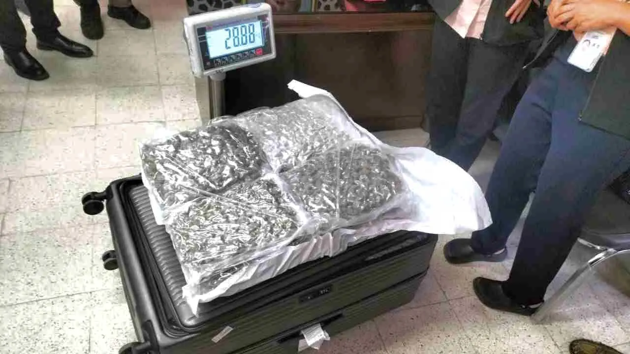 Fleurs de cannabis séchées découvertes dans une valise appartenant à un touriste britannique à l'aéroport de Koh Samui