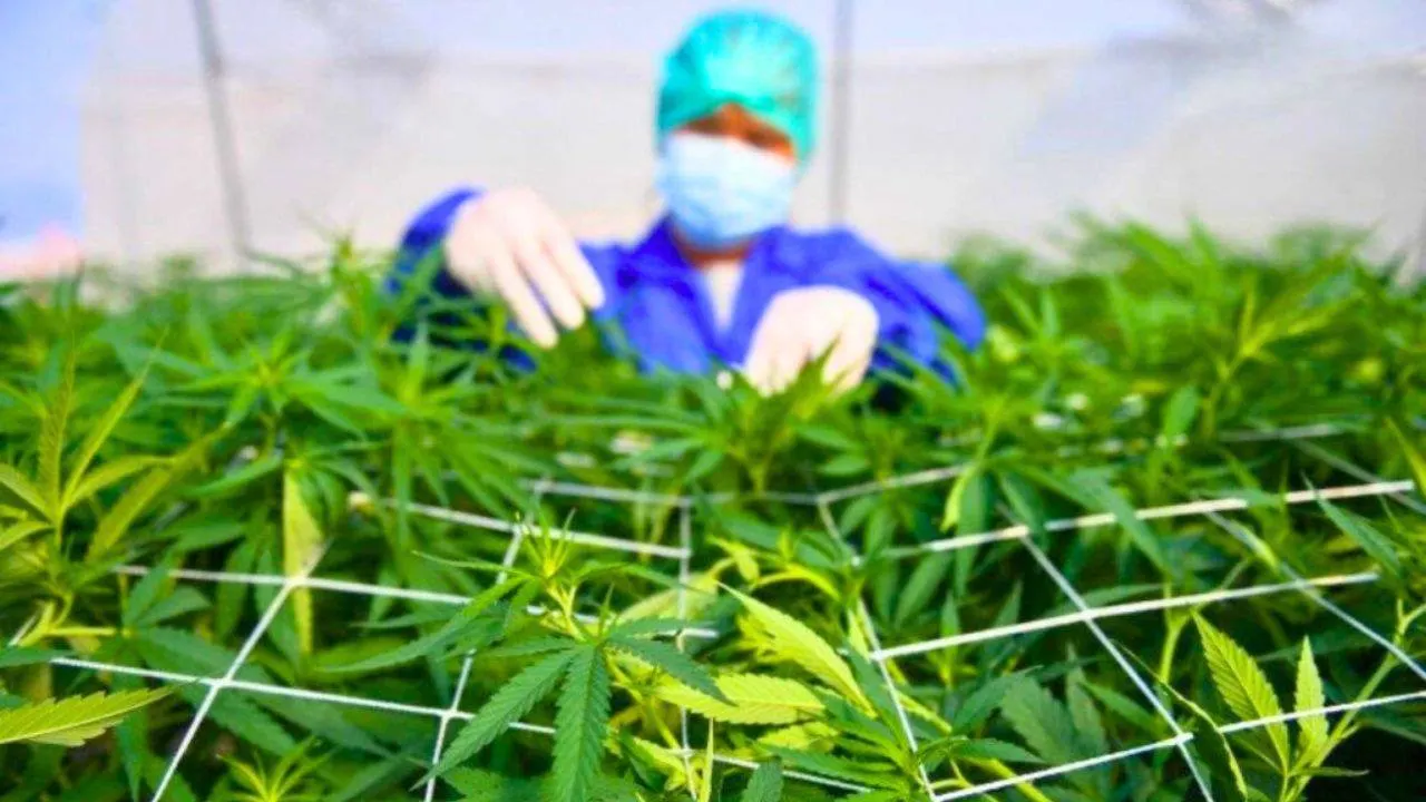 Un ouvrier inspecte les feuilles de cannabis à la ferme Rak Jang à Nakhon Ratchasima