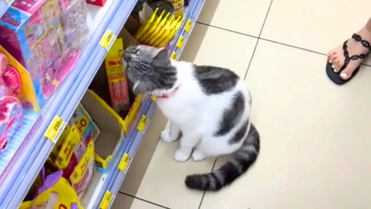 Le chat de Krabi montre du museau les friandises pour chats dans une supérette thaïlandaise