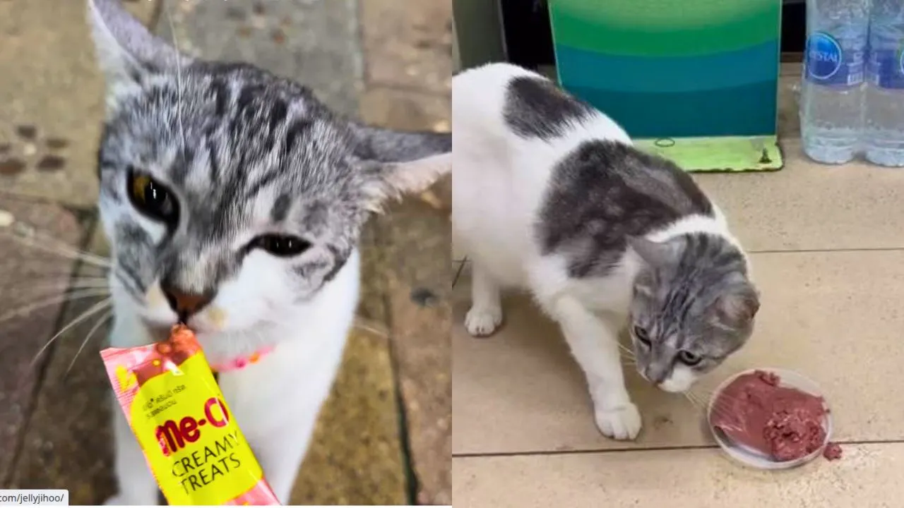 Le chat de Krabi déguste des friandises offertes par des touristes après les avoir guidés vers le rayon des aliments pour chats
