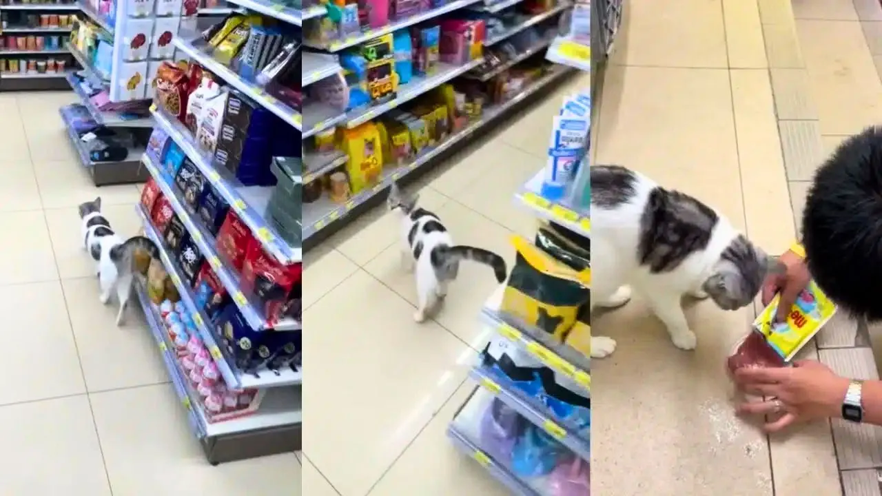 Le chat de Krabi guide des touristes vers le rayon des aliments pour chats dans une supérette