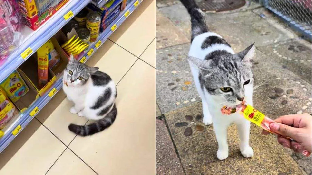 Thaïlande : un chat piège les touristes pour obtenir des friandises à Krabi