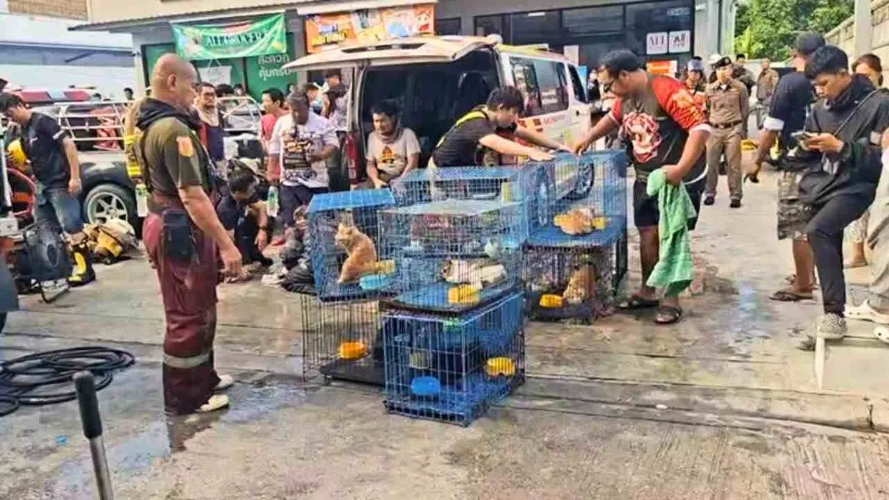 Chats rescapés placés dans des cages après l'incendie meurtrier d'une maison à Bangkok