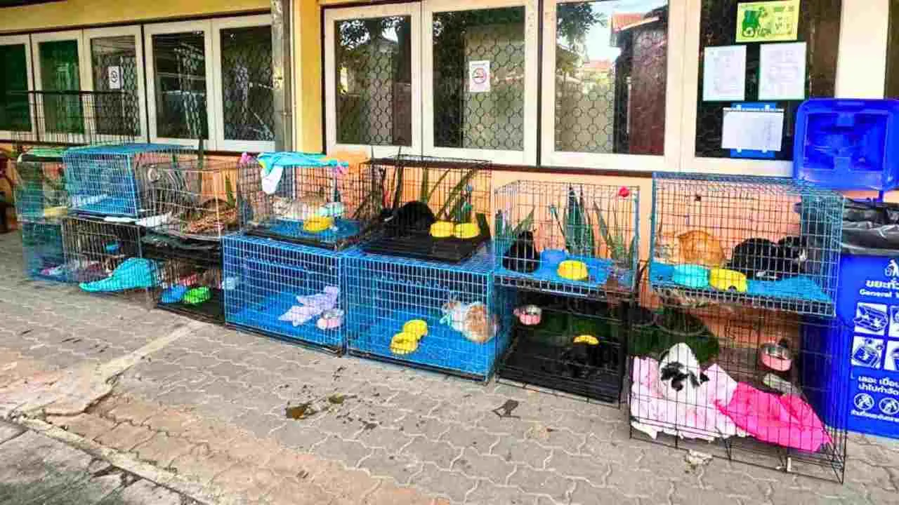 Chats survivants hébergés dans des cages après l'incendie meurtrier d'une maison à Bangkok