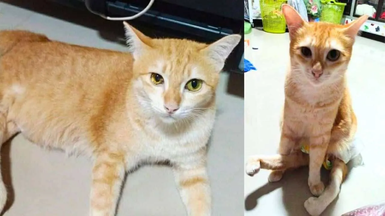 Chatte handicapée nommée Som avant sa disparition lors d'un trajet en train entre Yala et Bangkok