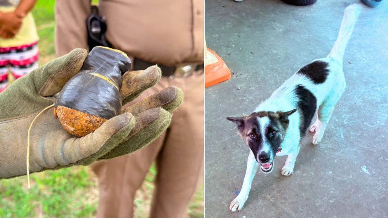 Thaïlande : une famille réalise que son chien mâchouille une grenade