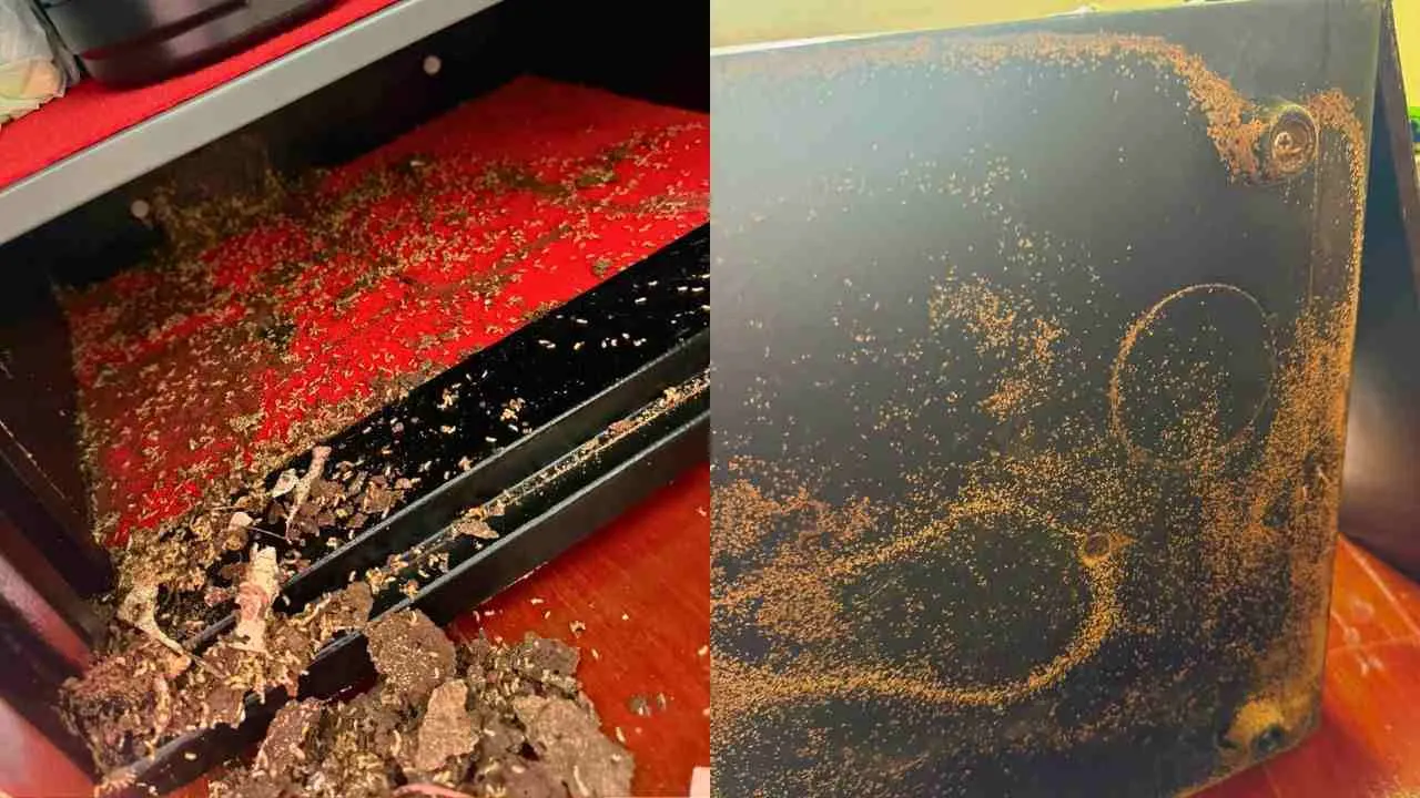 Traces laissées par des termites à l'intérieur et sous un coffre-fort en acier où de l'argent liquide était conservé