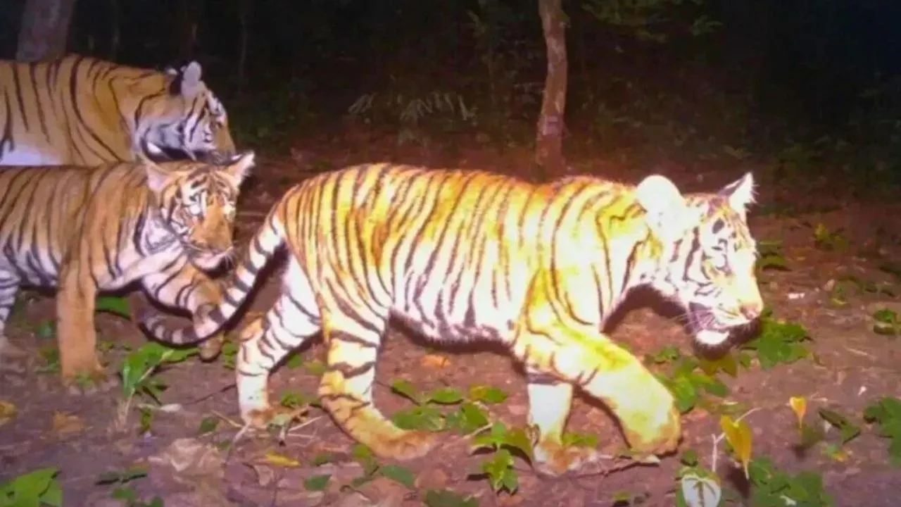 Deux jeunes tigres et leur maman, photographiés par un piège photographique dans la province de Kanchanaburi