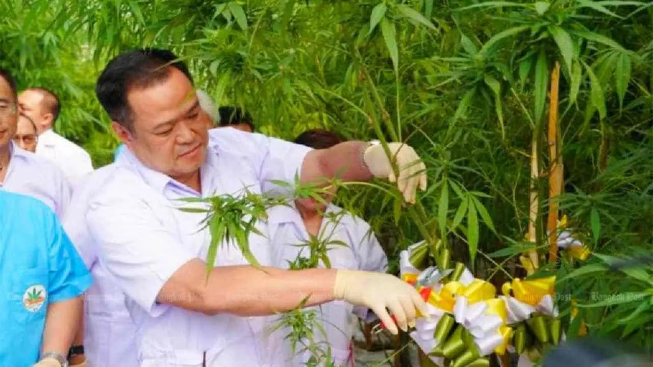 Anutin Charnvirakul dans une ferme de cannabis à l'époque où il était ministre de la Santé