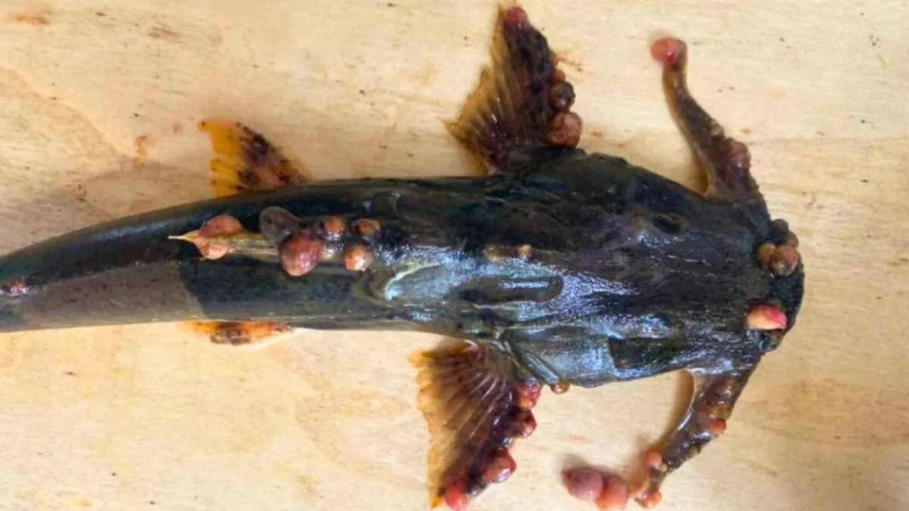 Poisson couvert de cloques pêché dans le Mékong