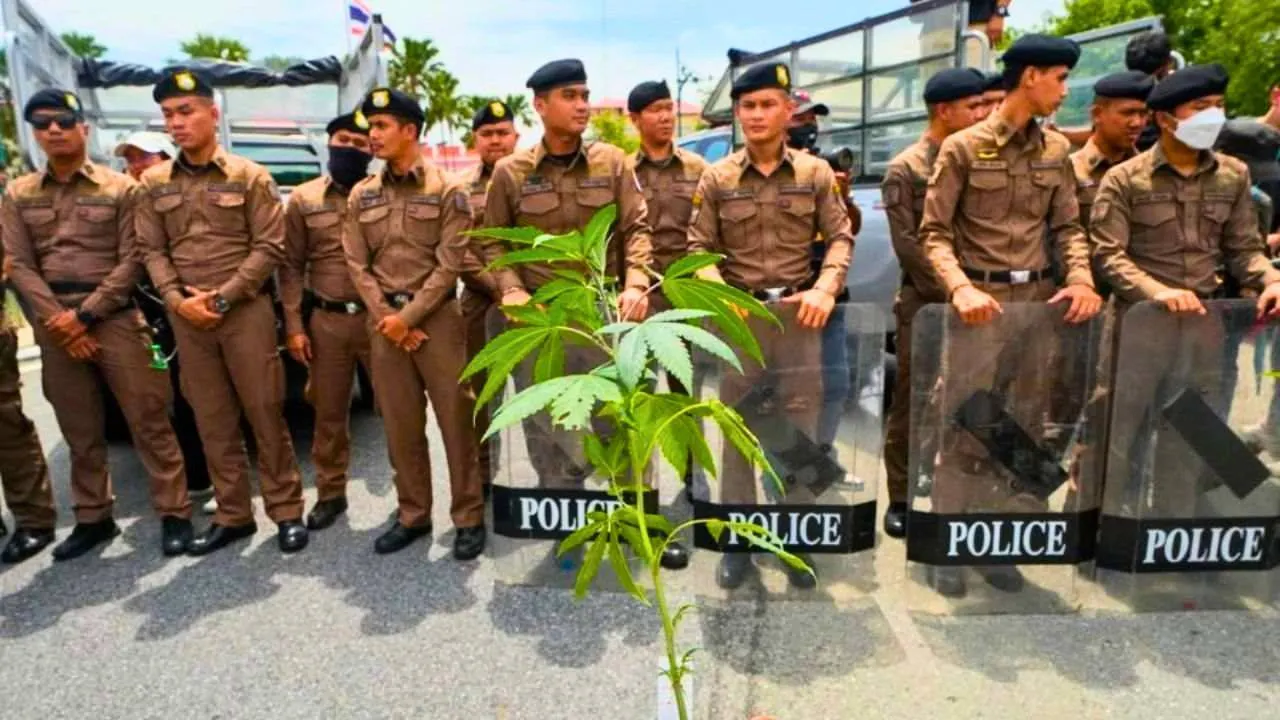 Des policiers se préparent à des opérations contre le cannabis en Thaïlande