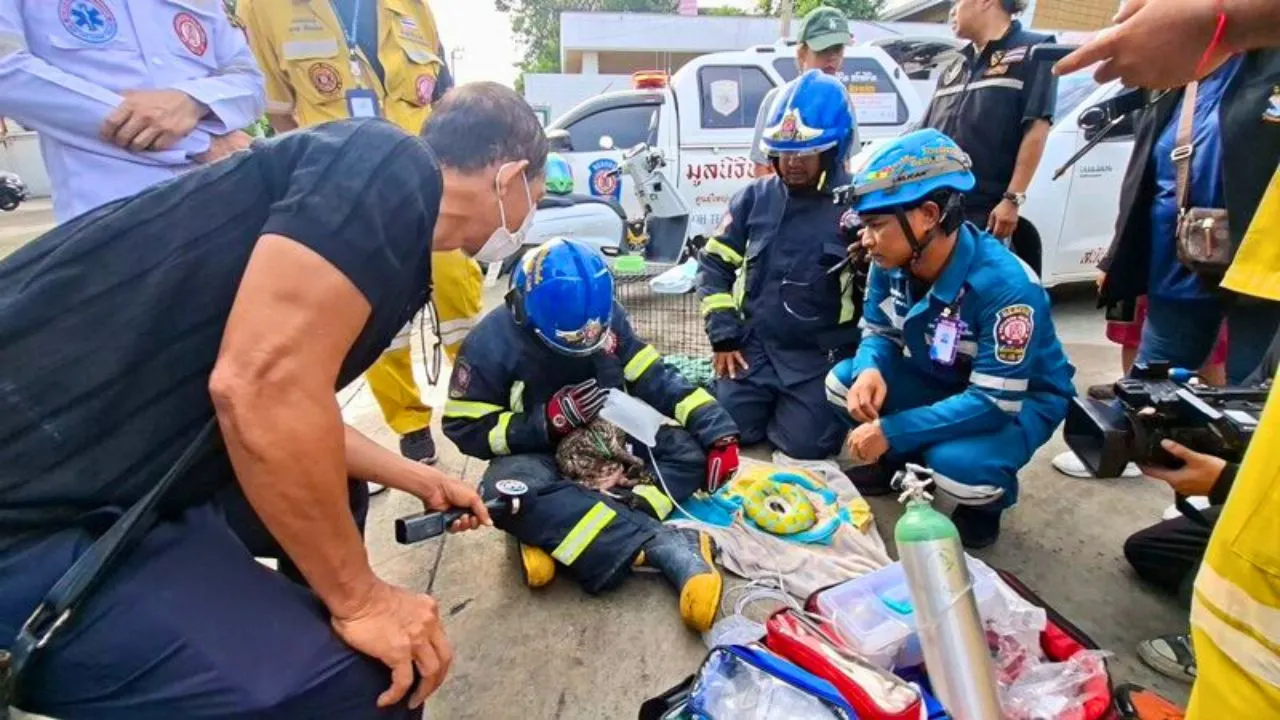 Thaïlande : un couple et 73 chats périssent dans un incendie à Bangkok