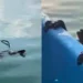 Singe épuisé retrouvé en train de nager en pleine mer avant d'être secouru par un pêcheur près de Phuket