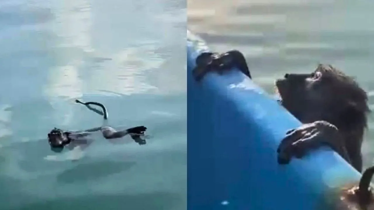 Thaïlande : un singe épuisé secouru en mer par des pêcheurs à Phuket